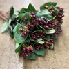 HYPERICUM VINRÖD ROCKY ROMANCE 60 CM